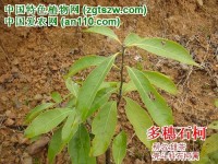 多穗石柯（甜茶）