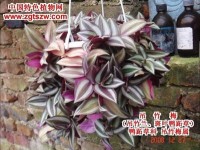 摇曳多姿吊竹梅(彩图)
