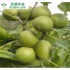 提供核桃苗、桃子苗、李子苗、枇杷苗