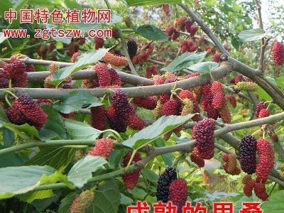 绿一佳农业网（原中国特色植物网）实验基地果桑研究有新突破(彩图)