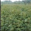 花椒苗 大红袍花椒苗 山西花椒苗    花椒苗价格