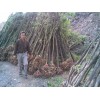 2012深圳市生态景观林带建设苗木供应