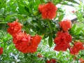 牡丹花石榴树生产供应经销商
