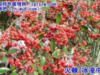 火棘（救兵粮，彩照）