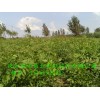 最大的东红欧洲白蜡种植基地东红欧洲白蜡供应商
