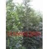 鲁蜡5号最有潜力的速生白蜡长势快适应范围广