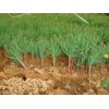 侧柏出售1.5米侧柏
