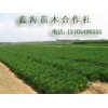 50-60公分侧柏树苗