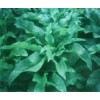 高杆菠菜 鲁梅克斯种子