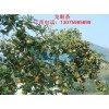 油茶果树苗  中国特色油茶树苗 漳州油茶果树苗