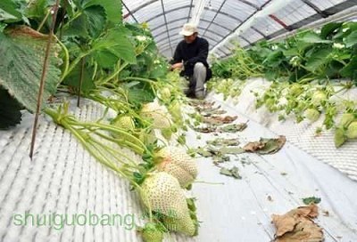 白草莓图片由绿一佳农业网（原中国特色植物网）转自网络