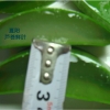 食用芦荟叶批发 库拉索芦荟鲜叶 凝胶原料芦荟叶片