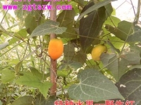 绿一佳农业网（原中国特色植物网）成功引种野生红（彩照）