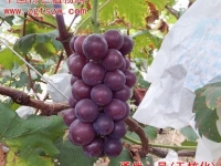 藤稔葡萄优良芽变--甬优一号葡萄（彩照）