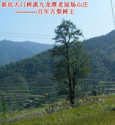 梨树王