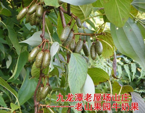 牛奶果