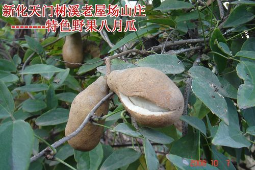 八月瓜