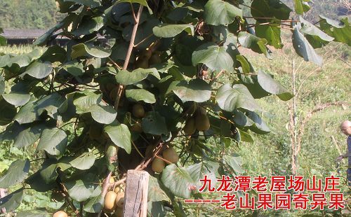 奇异果