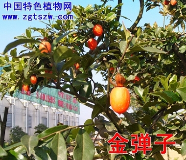 金弹子