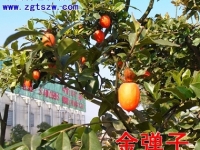 金弹子特性及栽培养护技术