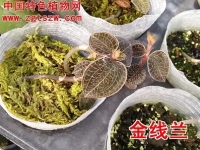 金线莲栽培技术