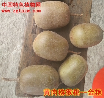 黄肉猕猴桃-金艳